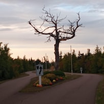 Entrance driveway to Rodd Crowbush Golf and Country Club