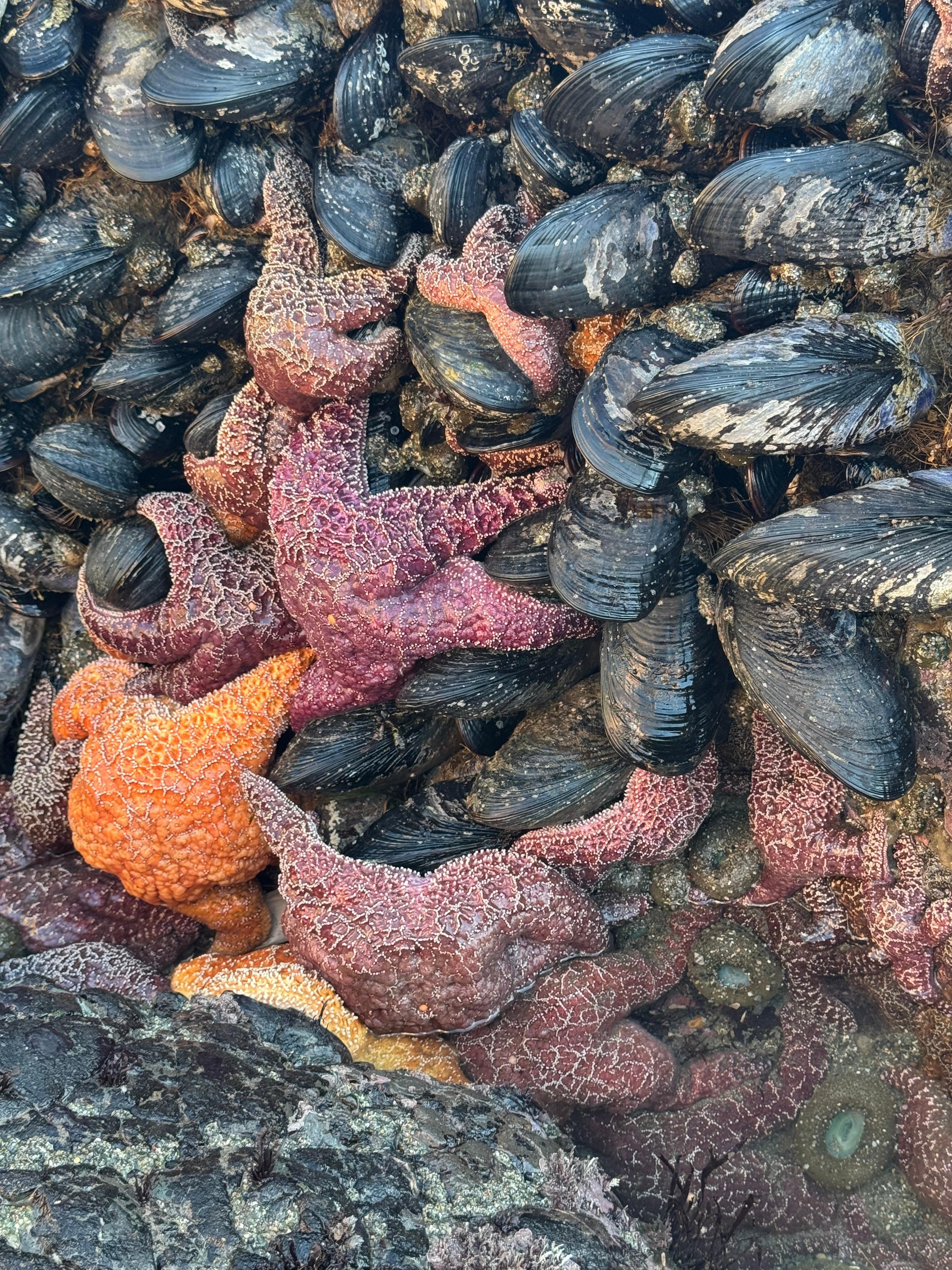 Enderts Beach was incredible for exploring the tide pools. 