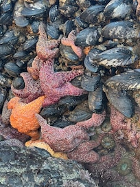 Enderts Beach was incredible for exploring the tide pools.