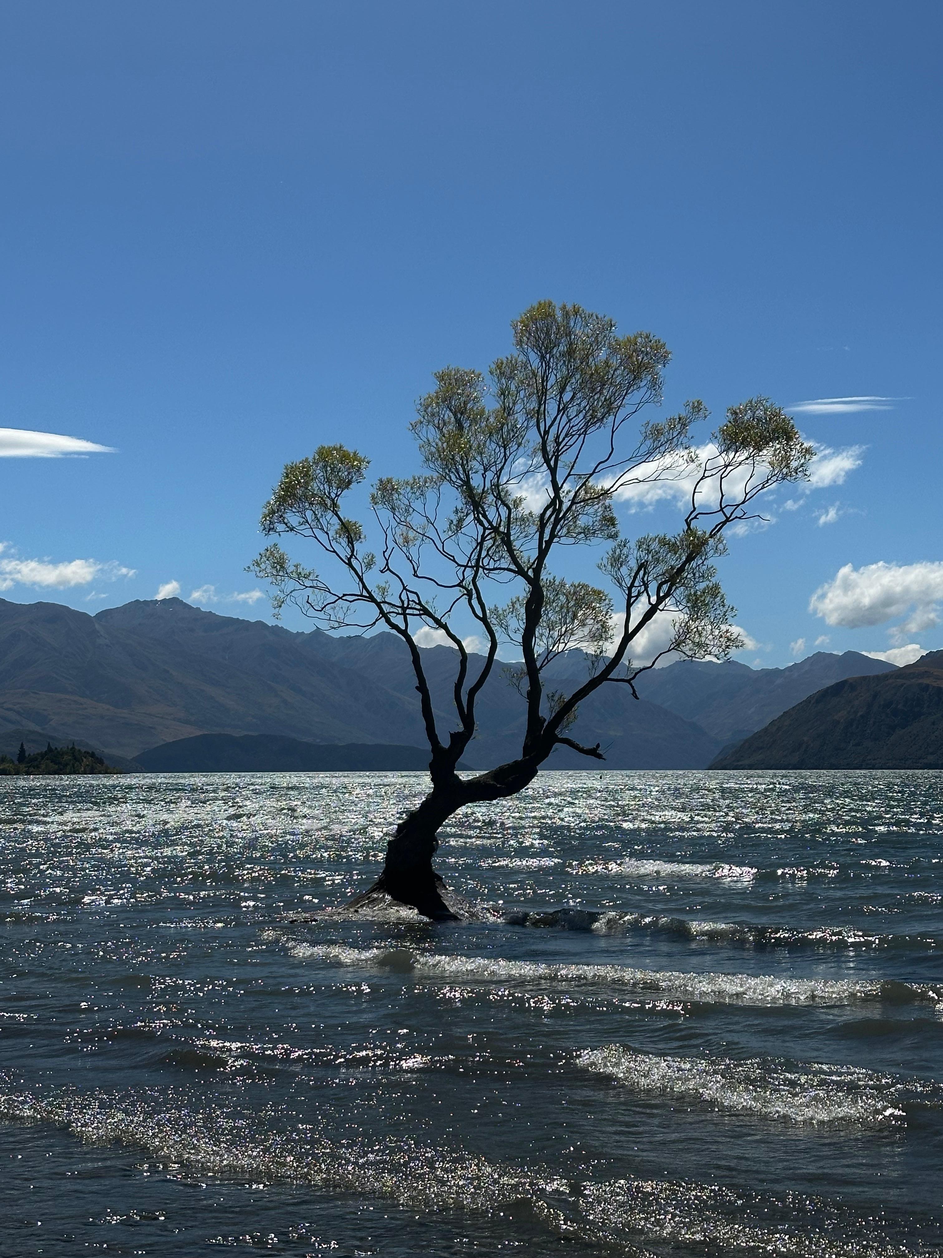 Worth the cost to see the Wanaka Tree 