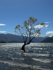 Worth the cost to see the Wanaka Tree