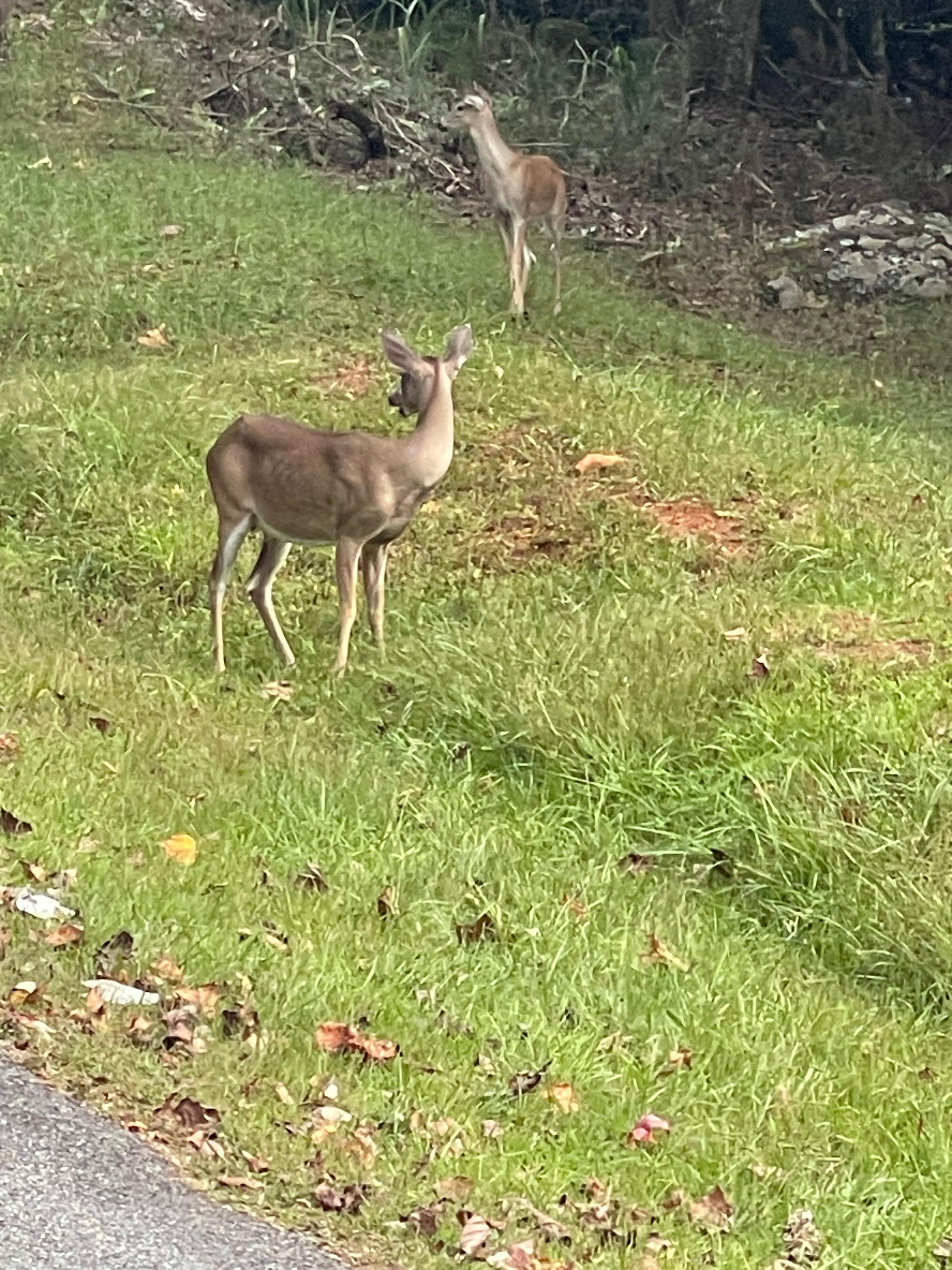 Wildlife near cabin. 