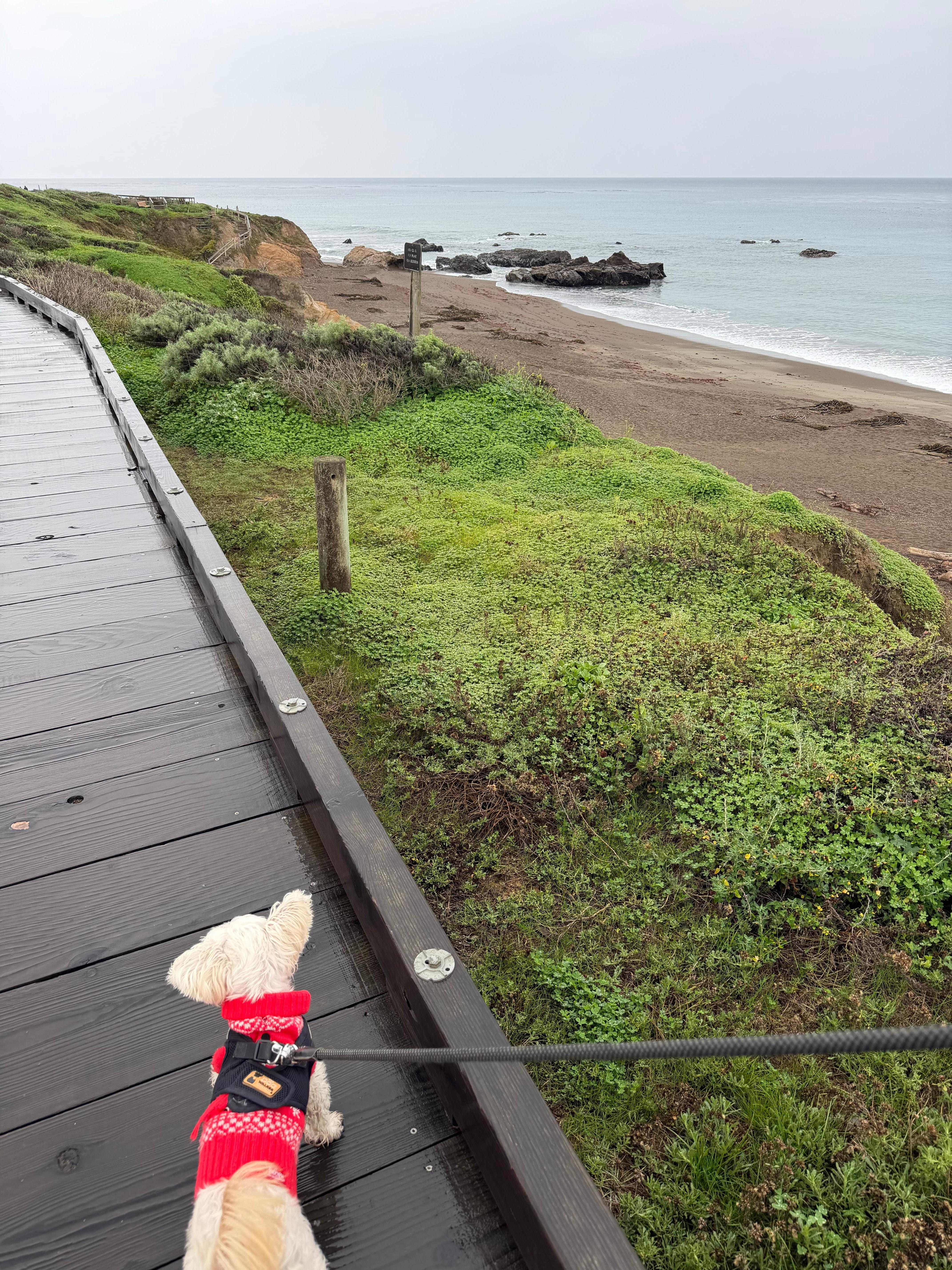 Boardwalk with the doggie 