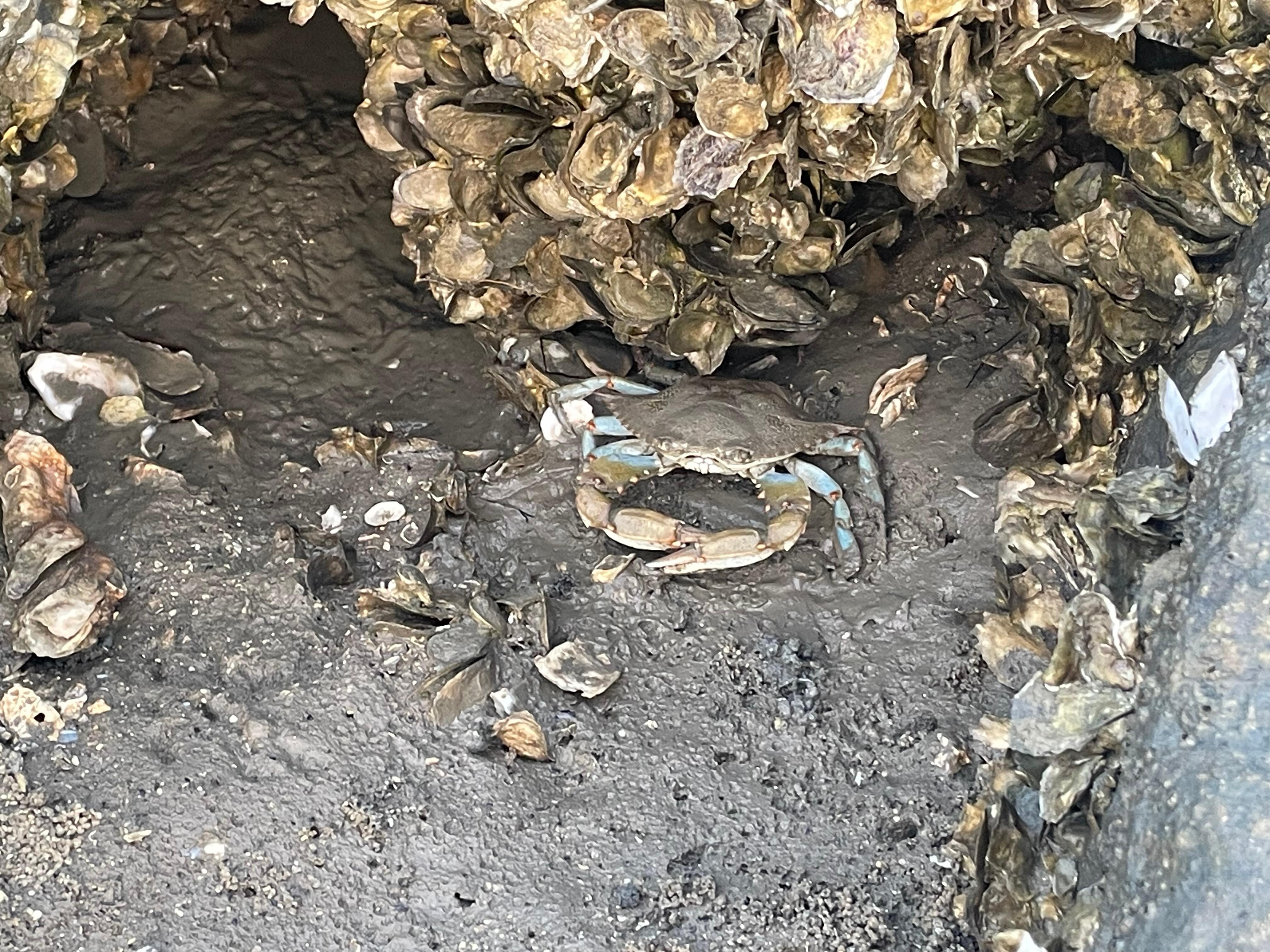 We met this very friendly and photogenic crab that stopped and posed for a picture…