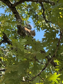 This is Otis our neighboring squirrel.