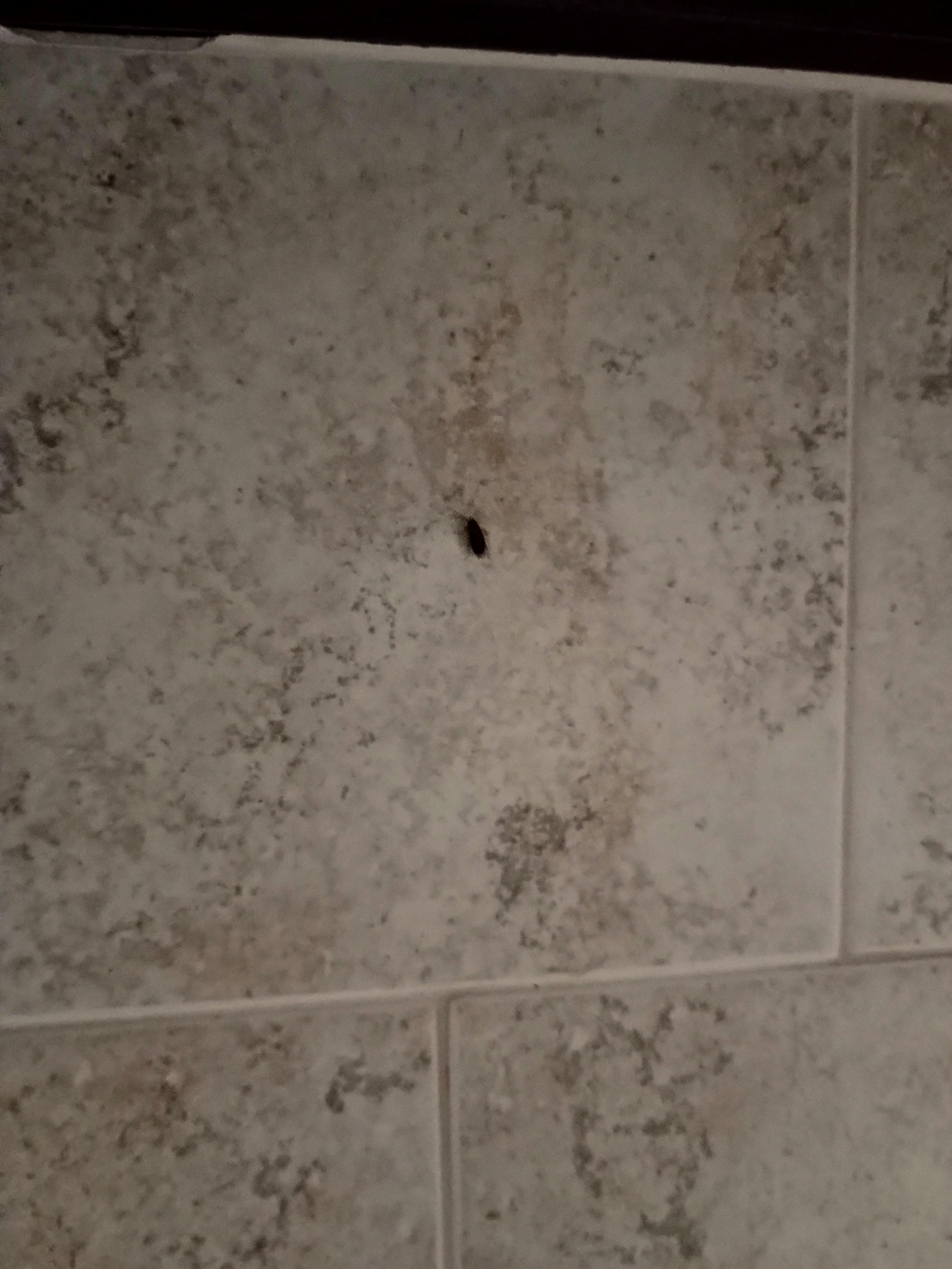 One of dozens of roaches we saw.