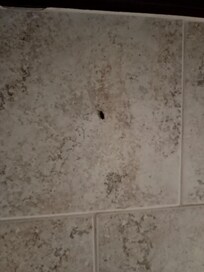 One of dozens of roaches we saw.