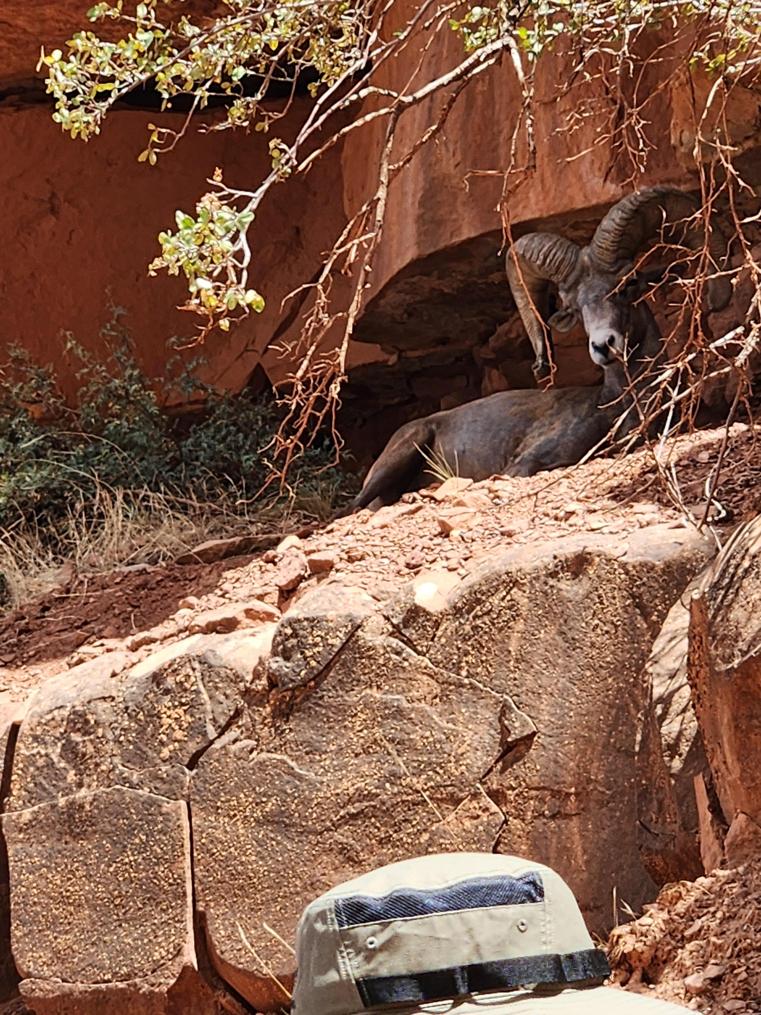 A ram resting.