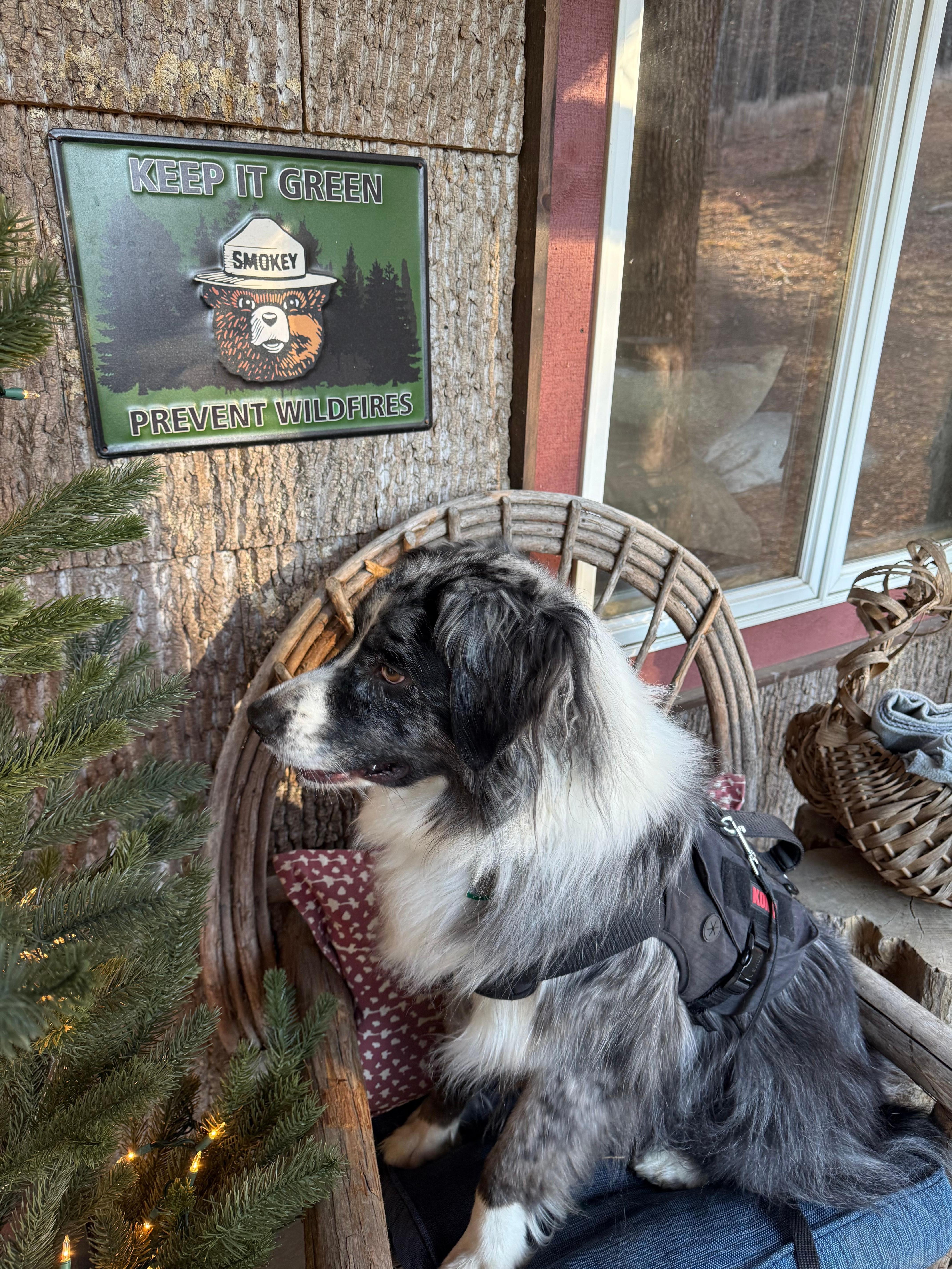 My dog smokey with the smokey the bear sign