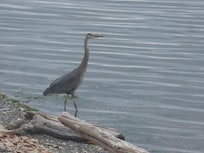 Heron