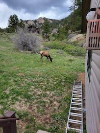 Elk in backyard