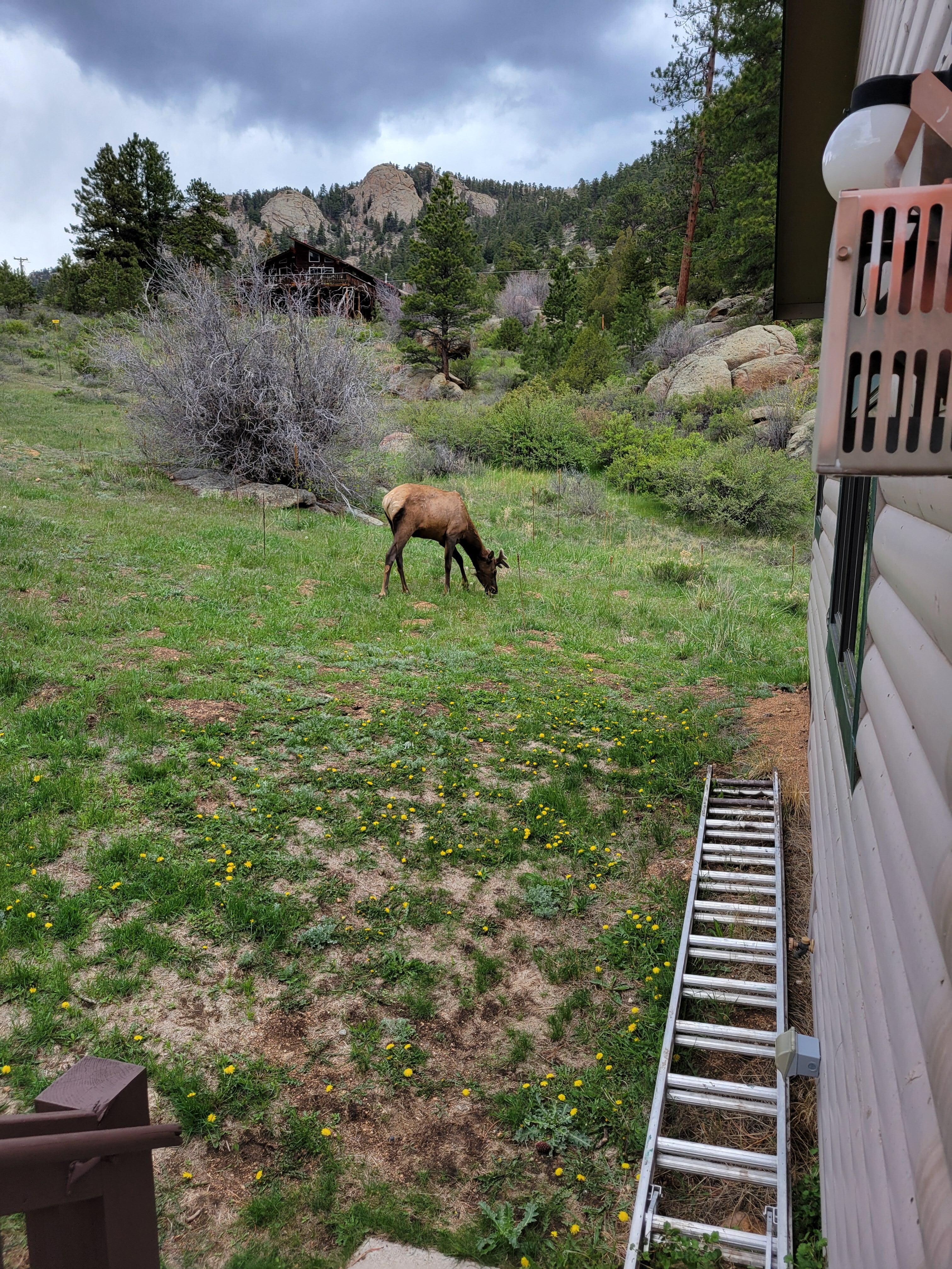 Elk in backyard