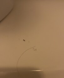 Bugd