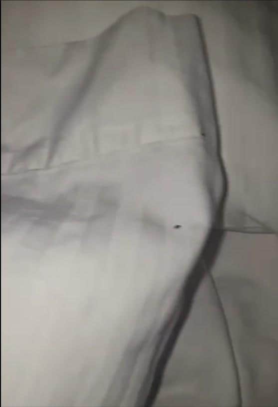 CHINCHES EN LAS ALMOADAS