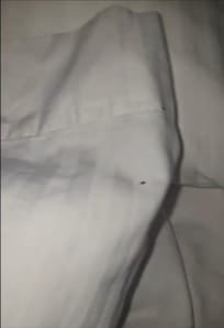 CHINCHES EN LAS ALMOADAS