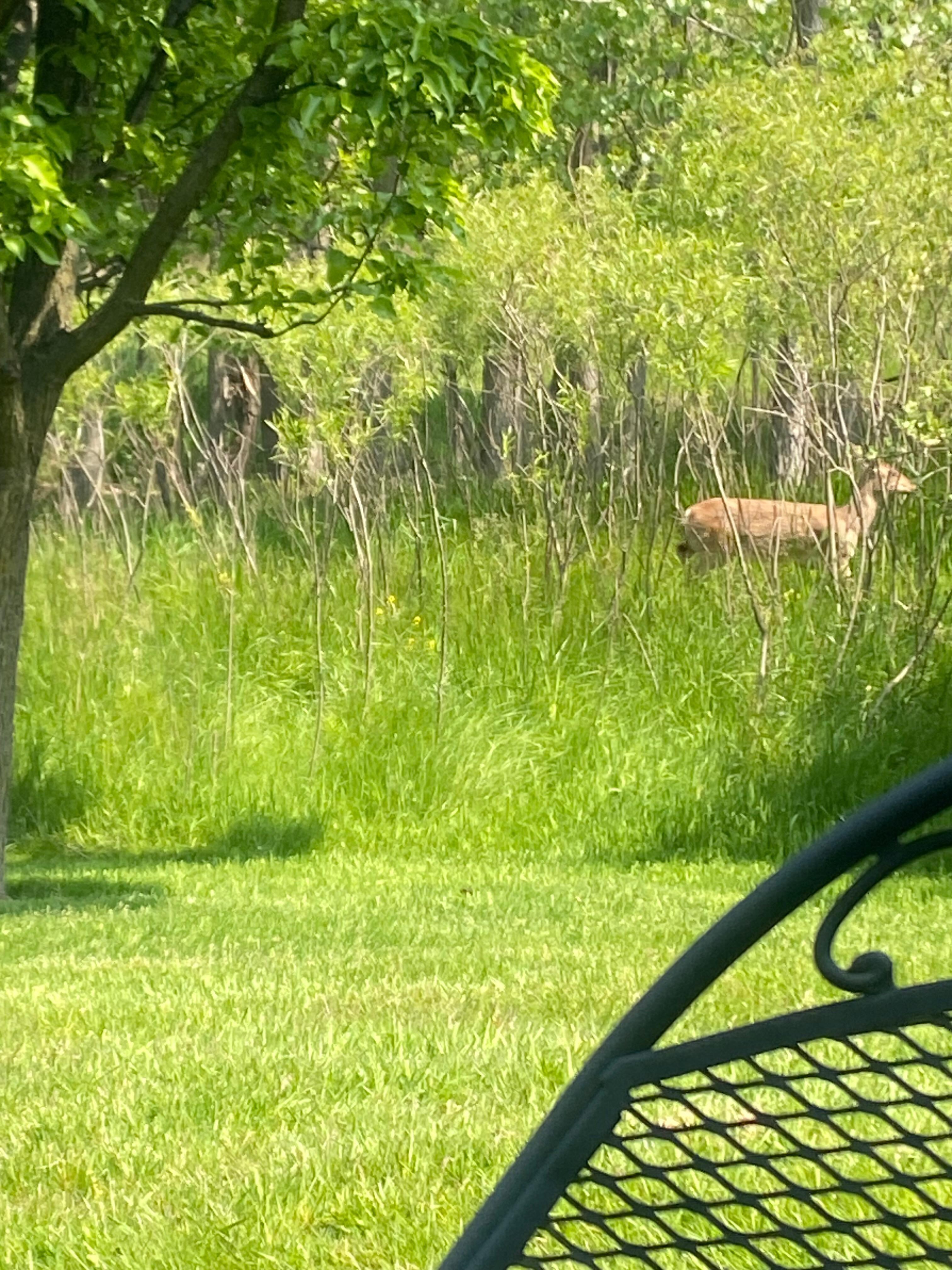 Morning coffee on the patio