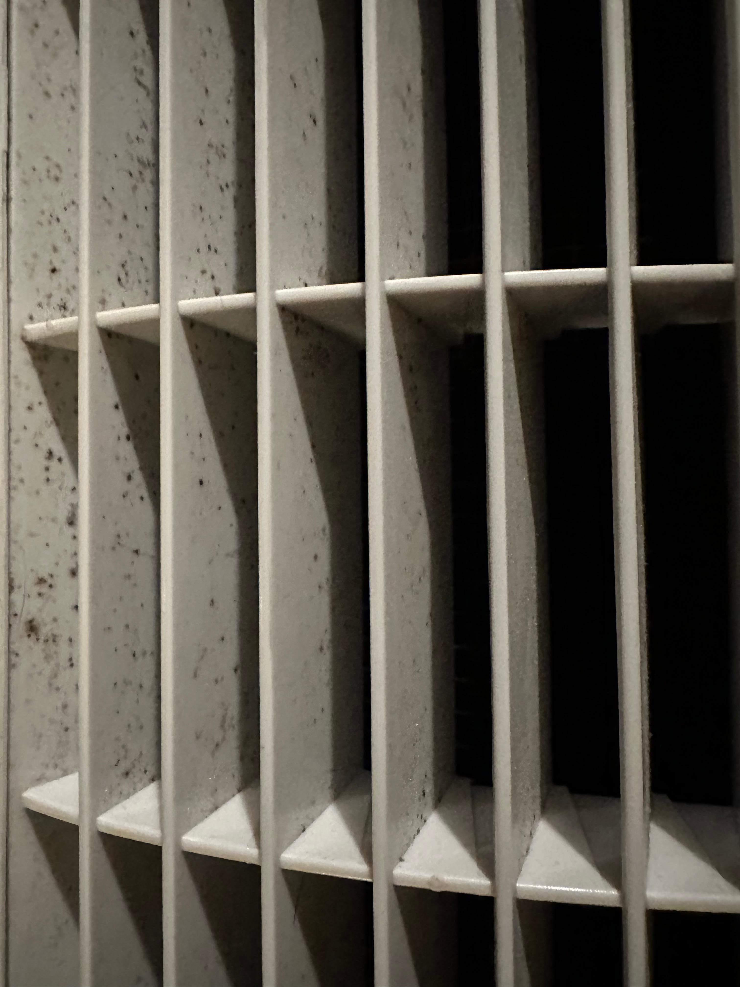 Appears to be black mold 