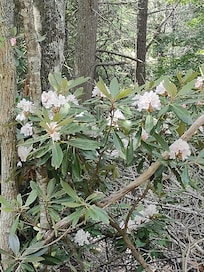 Mountain Laurel Blooming