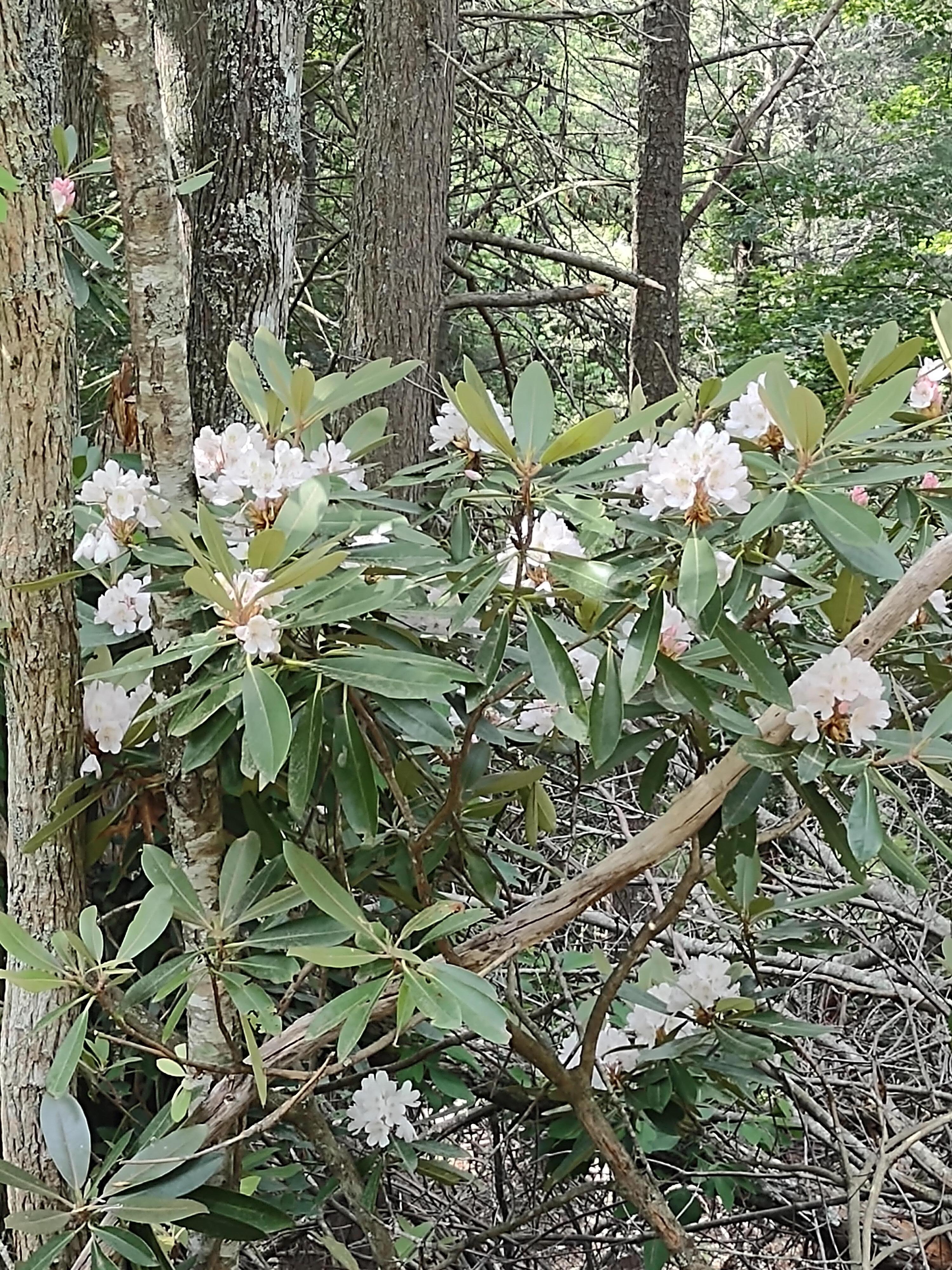 Mountain Laurel Blooming 
