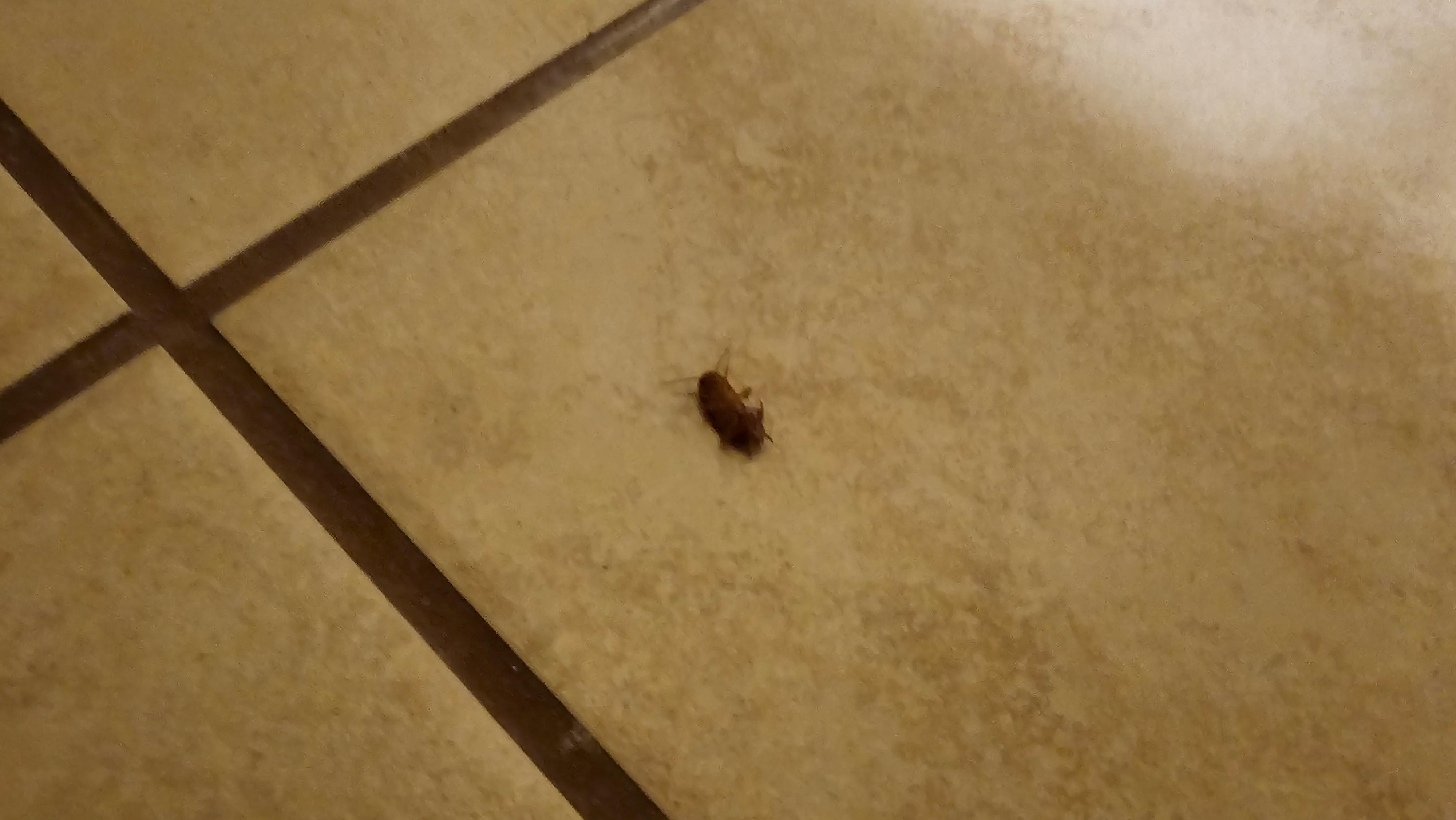 Roach in the bathroom 