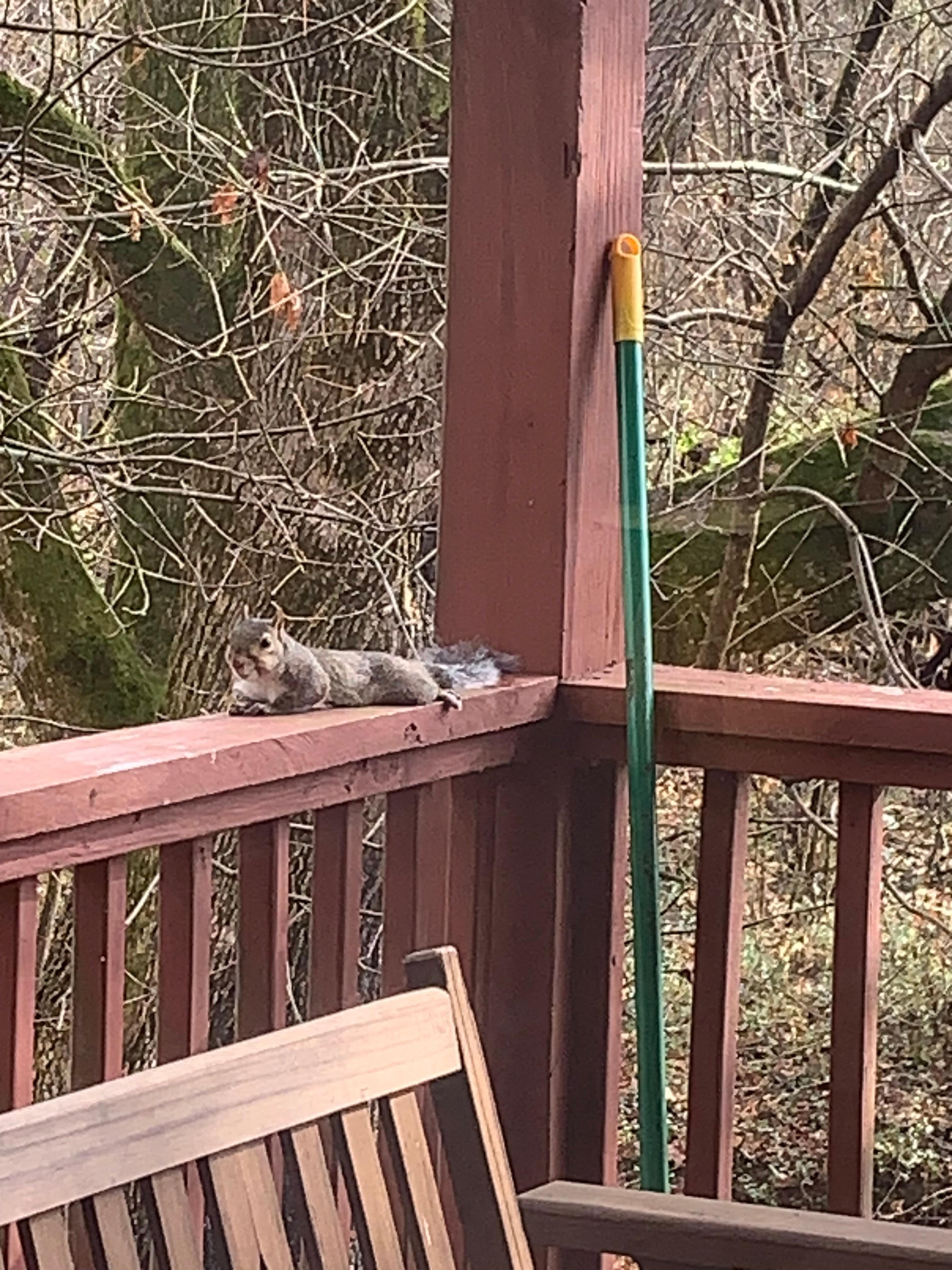 Squirrel just hanging out.  We also saw a group of deer everyday we were there 