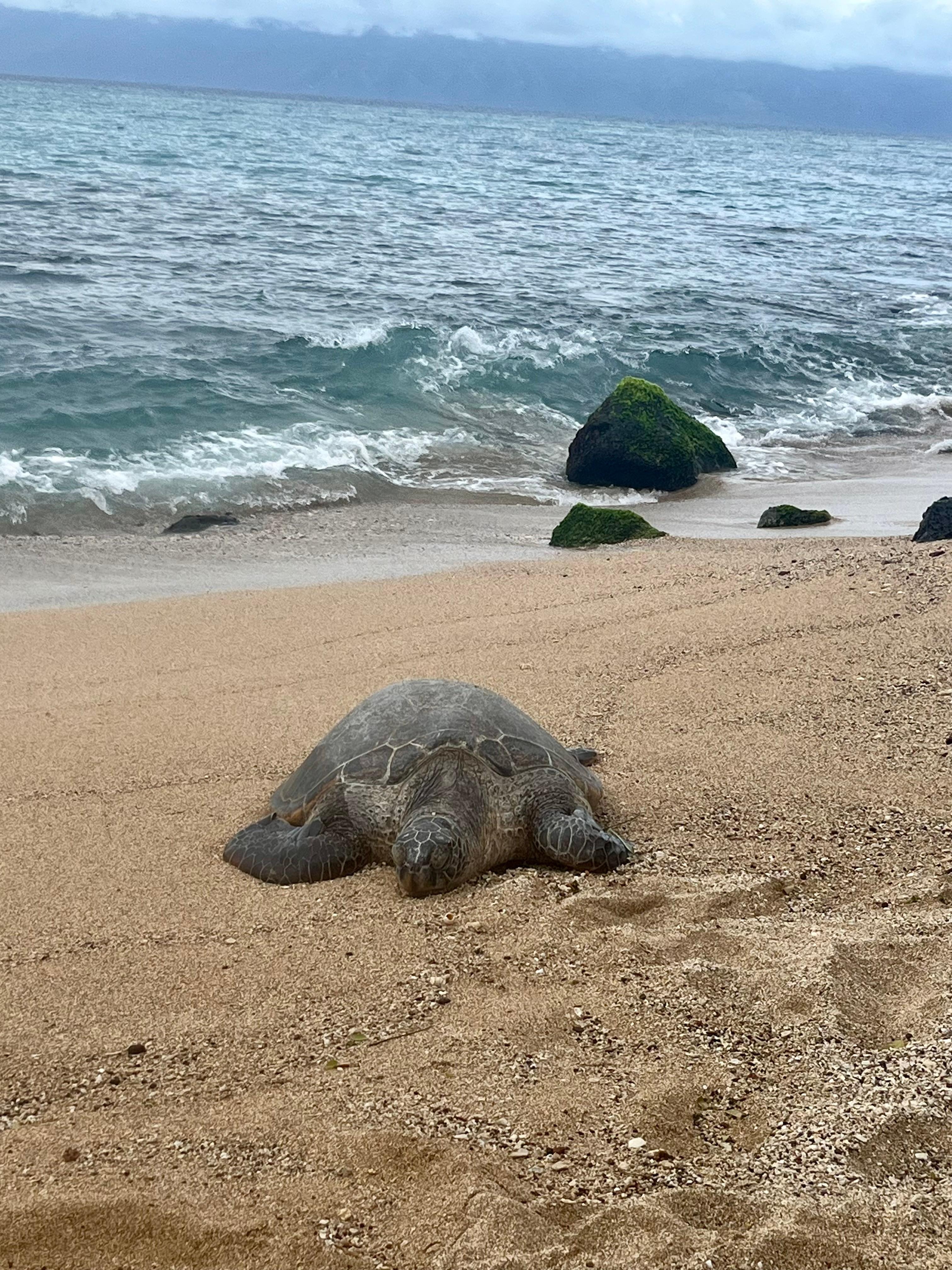 Sea turtles came up to shore everyday we were there! 