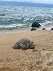 Sea turtles came up to shore everyday we were there!
