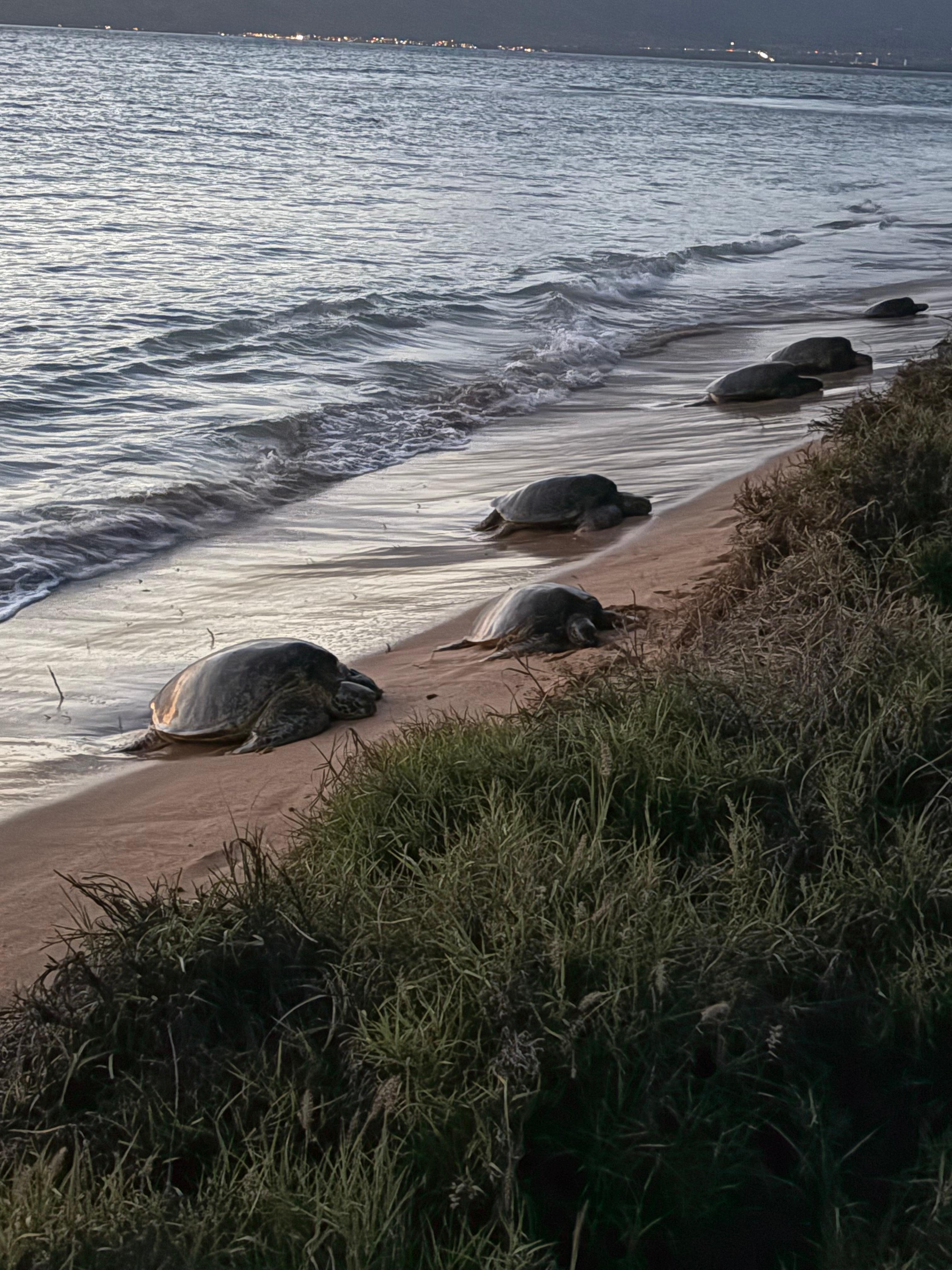 The turtles!  Amazing!  Must respect distance. 