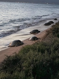 The turtles! Amazing! Must respect distance.