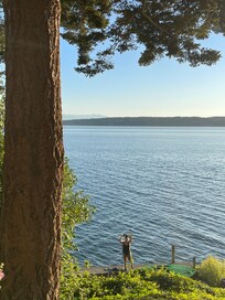 Doug fir in back yard