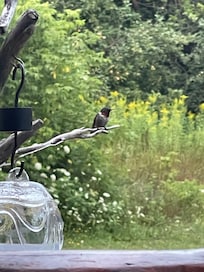 Hummingbirds ❤️