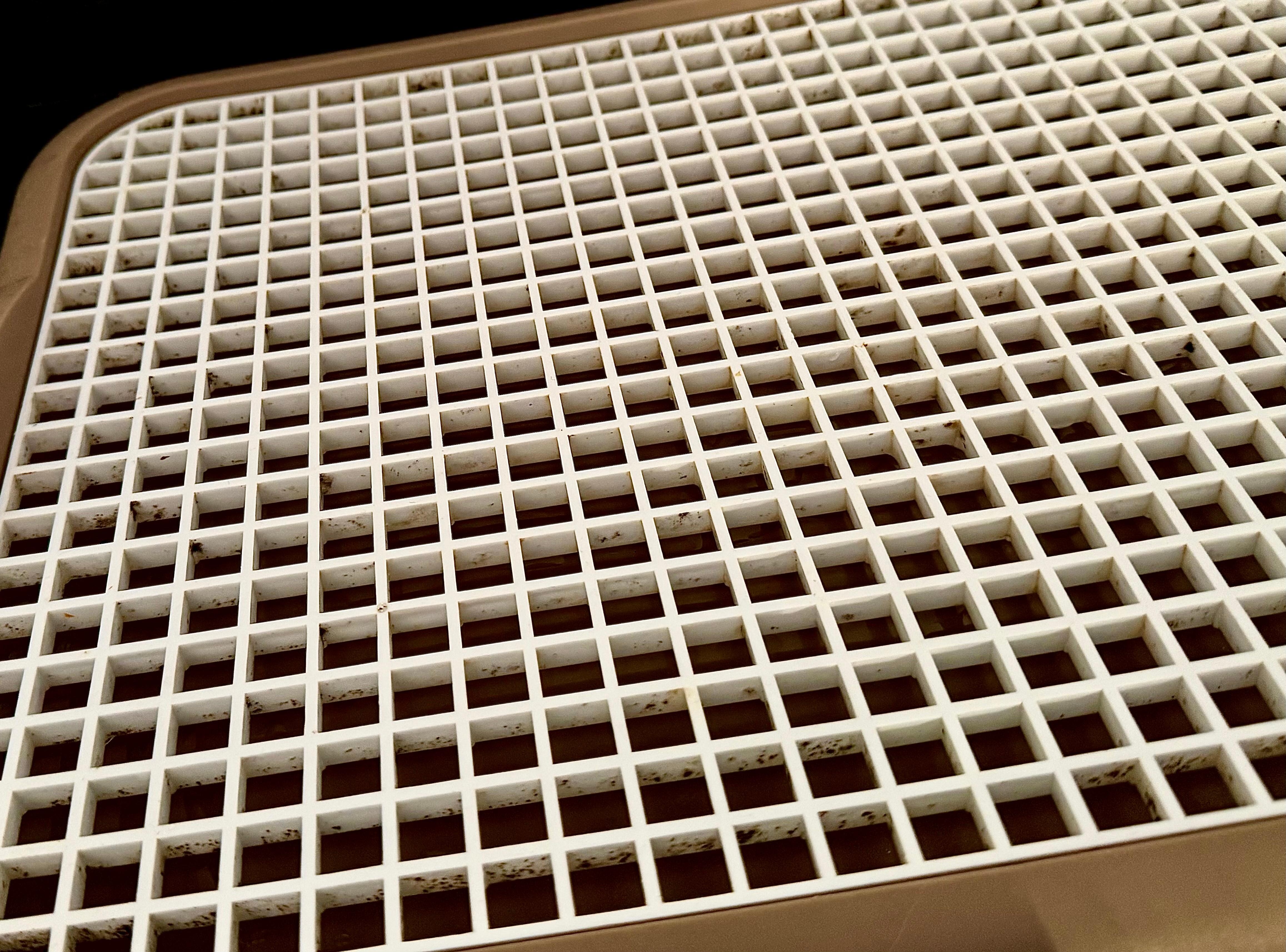 Mold in kitchen upon check in. 