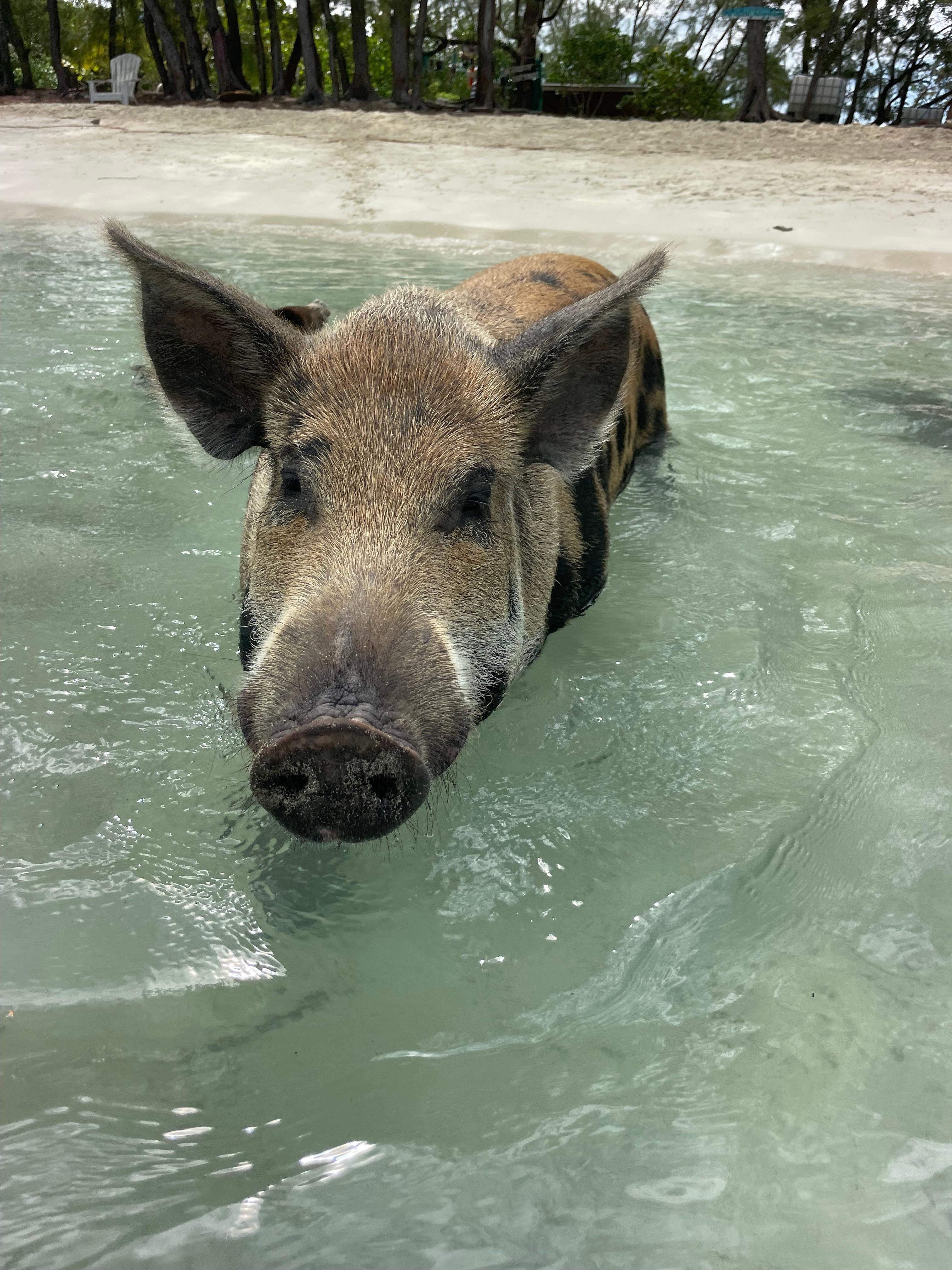Swimming with pigs