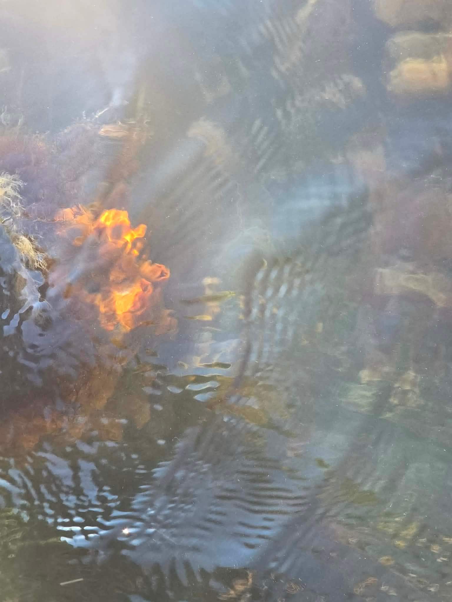 Can't see it too clearly but there were a couple manatees out by our dock area. One was super close. Beautiful creatures.