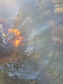Can't see it too clearly but there were a couple manatees out by our dock area. One was super close. Beautiful creatures.