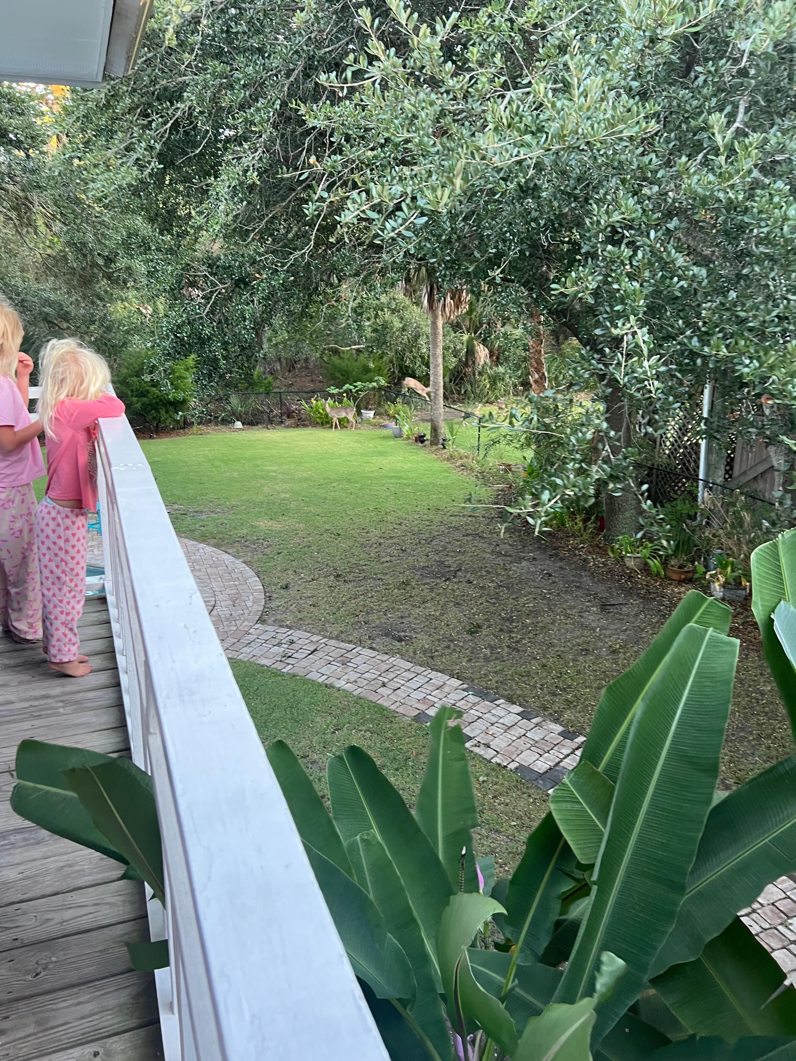 Girls spotted deer in the corner.