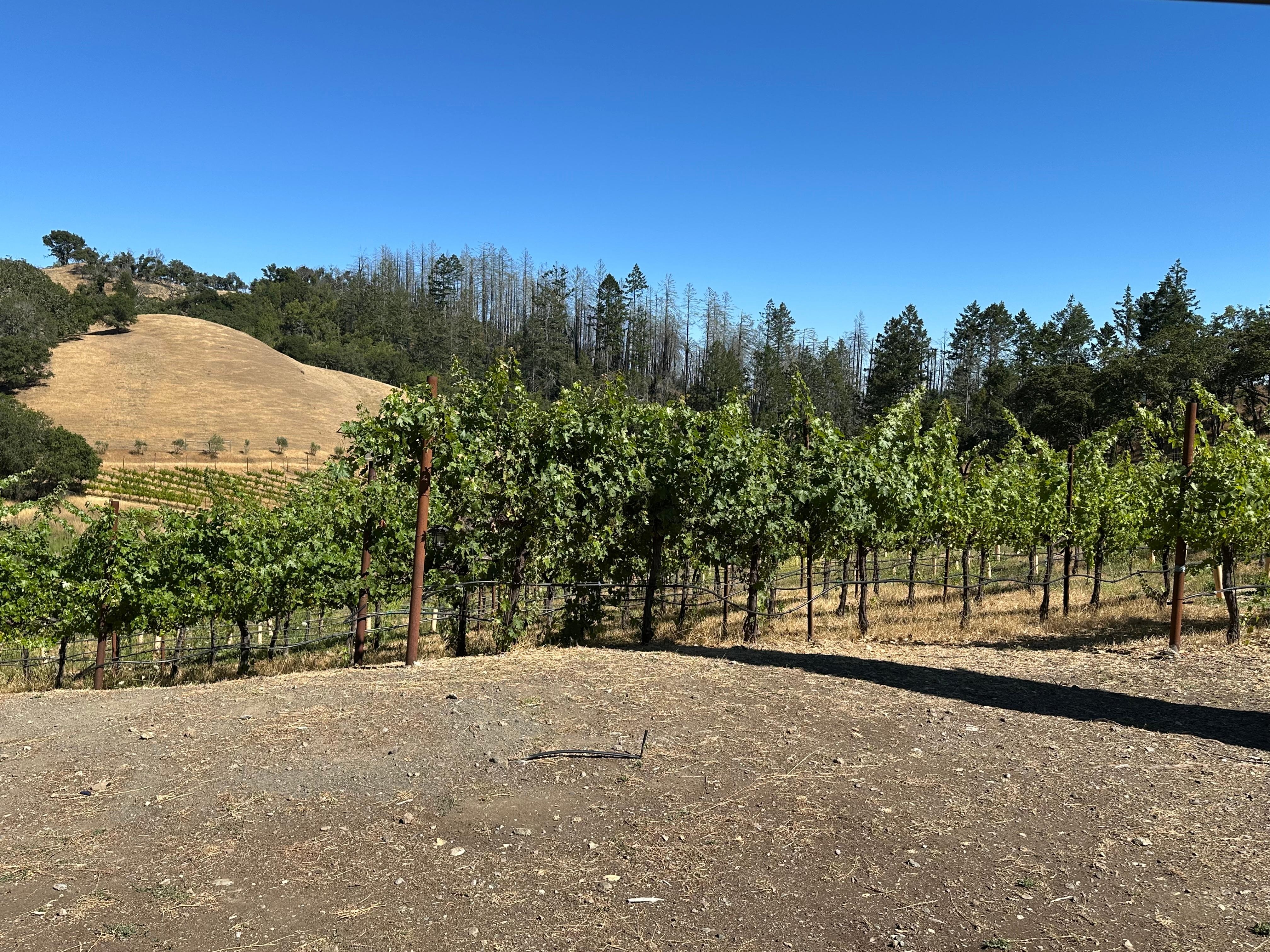 view from the patio and screen porch