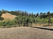 view from the patio and screen porch