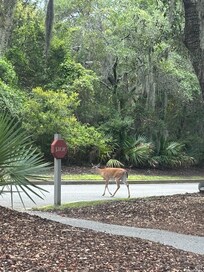 Love all the deer!