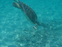 Snorkeling with turtles
