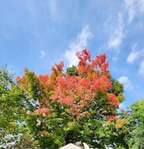 Tree in backyard