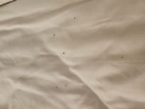 What we found when we pulled back the blanket on the bed