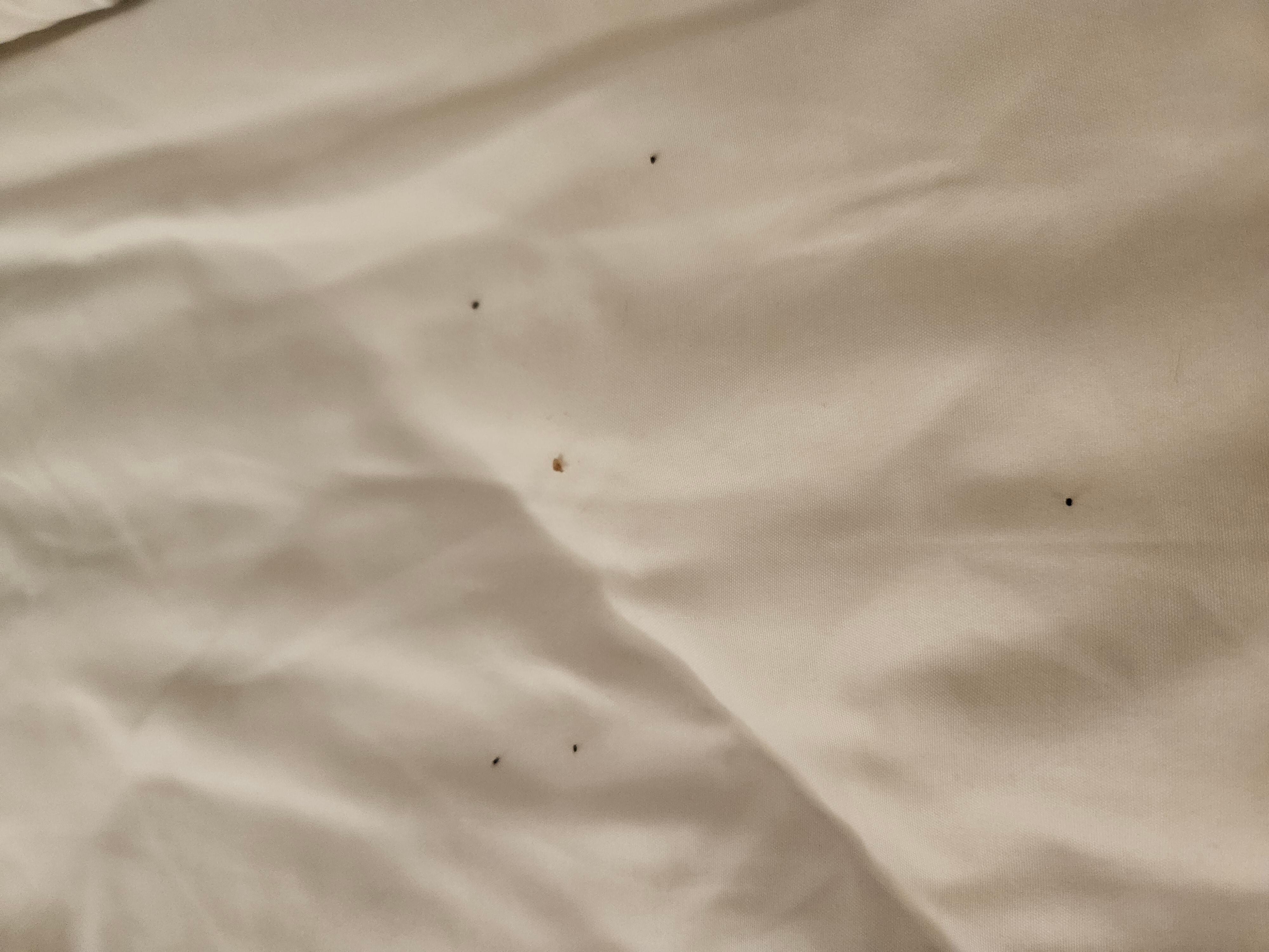 What we found when we pulled back the blanket on the bed