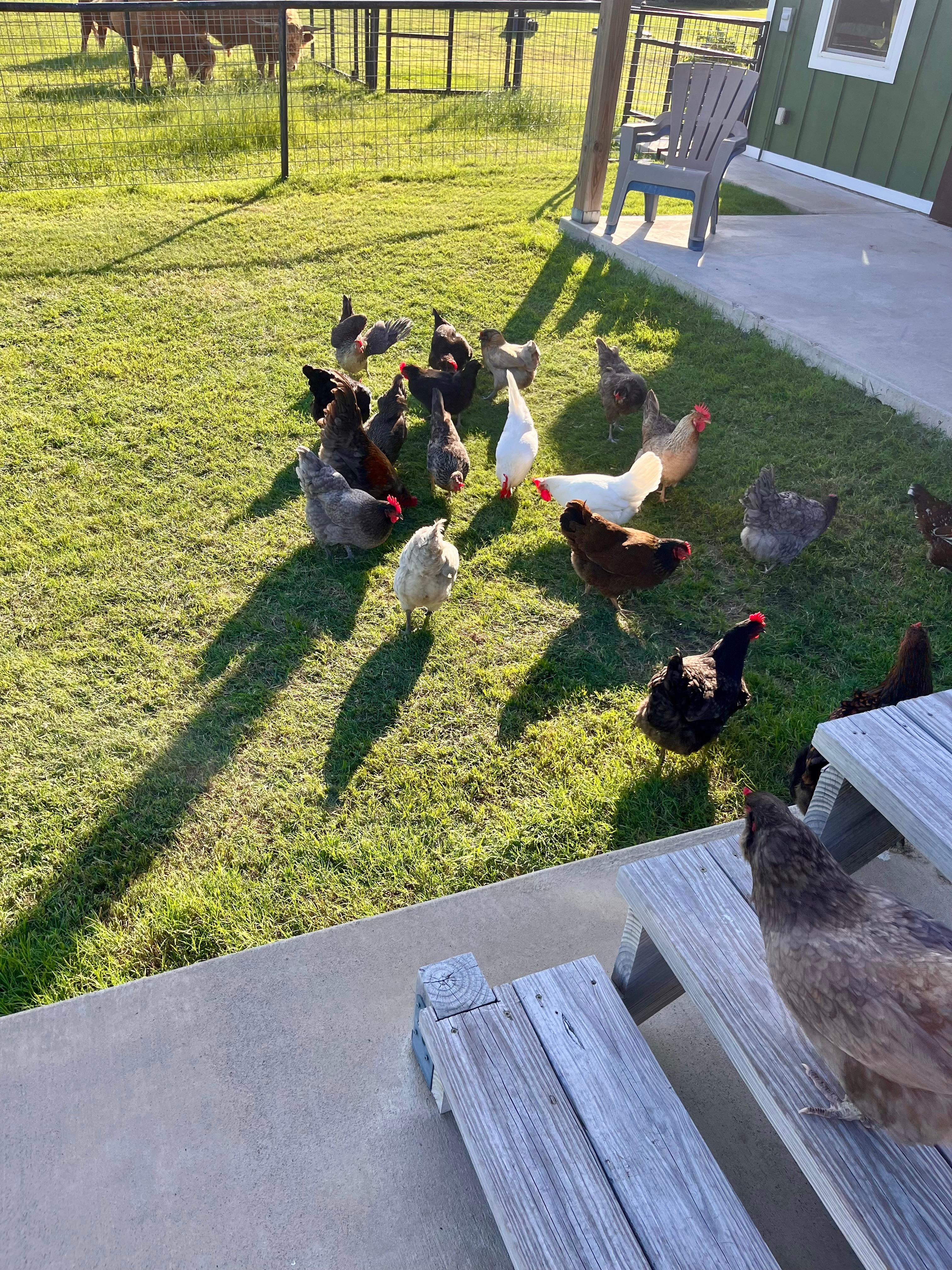 Chickens