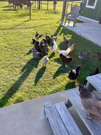 Chickens