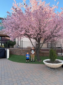 Beautiful tree at the hotel