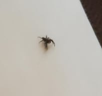 Spider on sheet
