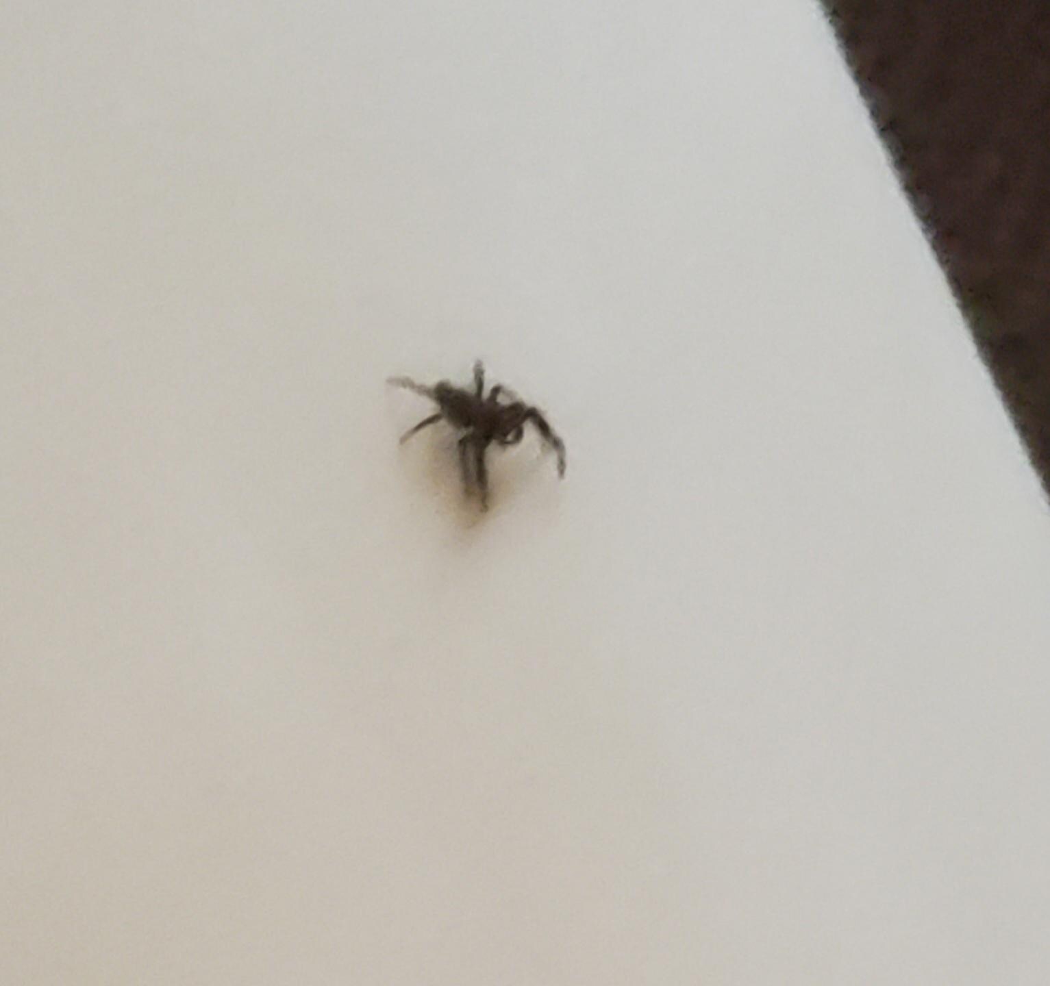 Spider on sheet