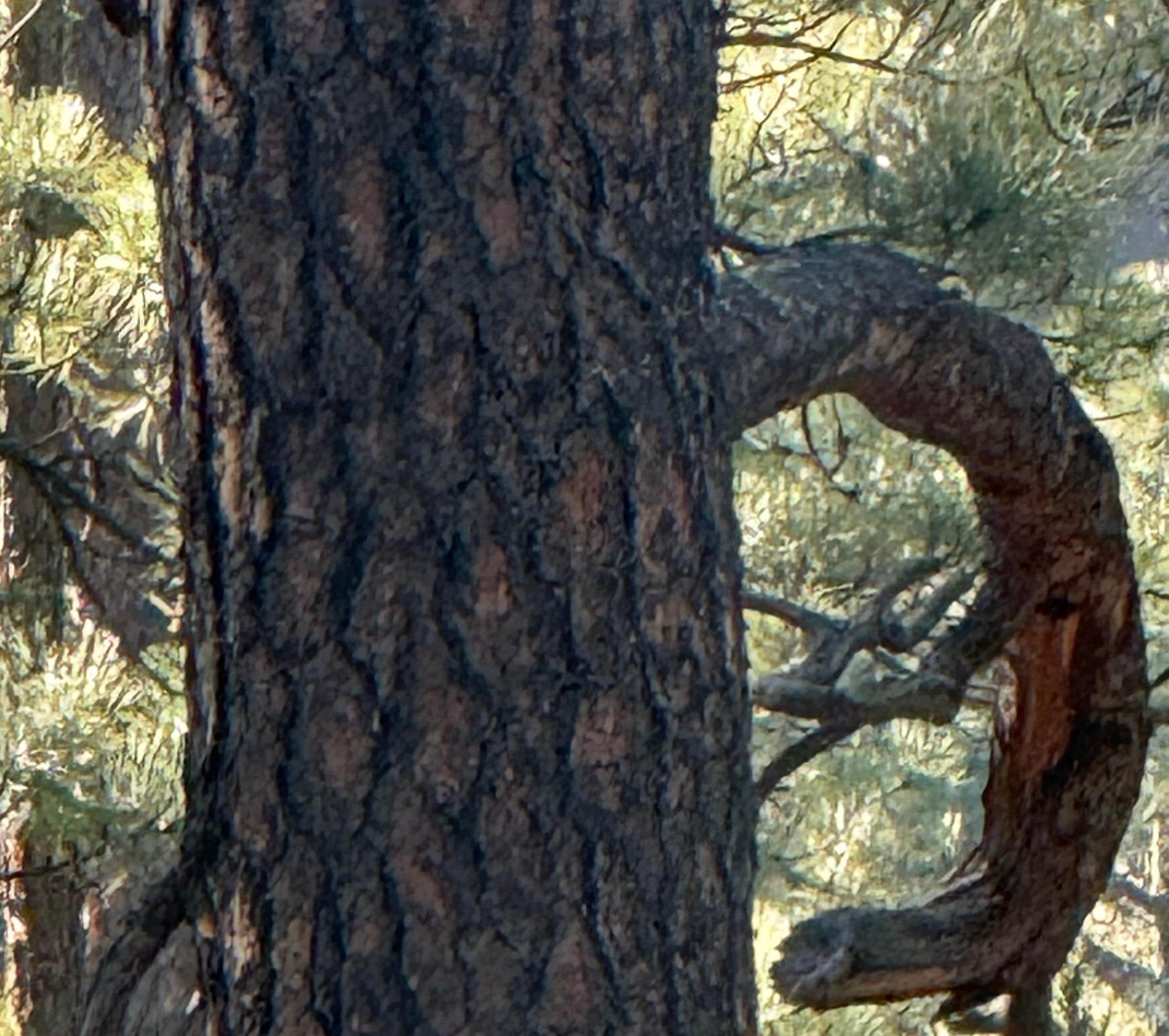 Natures coffee cup.  Tree outside the guest house windows 