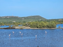 Flamingos in the morning